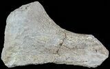 Mosasaur (Platecarpus) Rib Section Shark Tooth Marks #49343-1